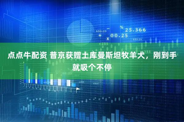 点点牛配资 普京获赠土库曼斯坦牧羊犬，刚到手就吸个不停
